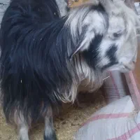 فروش بز محلی و سانن|حیوانات مزرعه|دزپارت, |دیوار