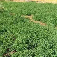 12رده علف فروشی