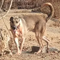 سگ سرابی|سگ|مبارکه, |دیوار