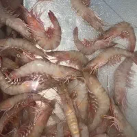 میگو درشت و سرتیز دلوار