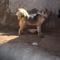 سگ قدرجونی