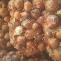 ۲۰پیاز|خوردنی و آشامیدنی|سبزوار, قاضی زاد|دیوار