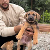 واگذاری سگ ژرمن|سگ|لاهیجان, شیشه گران|دیوار