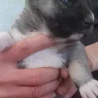 چند تا ت و له نسل دار سرابی