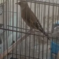 سهره نر درجه یک