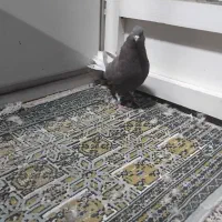 سه عدد کفتر سیاه دم سفید ماده|پرنده|نجفآباد, یزدانشهر|دیوار