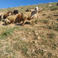 قوچ افشاری|حیوانات مزرعه|بروجرد, |دیوار