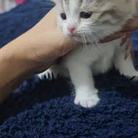 بچه گربه‌های اسکاتیش فولد اصیل آماده|گربه|کرمان, |دیوار