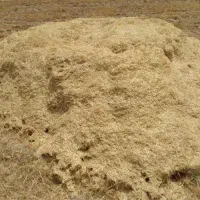 کاه گندم