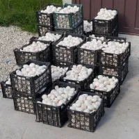 آموزش قارچ /سالن و تجهیزات قارچ دکمه ای