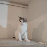 واگذاری گربه آرام وبامزه وحرف گوش کن|گربه|پرند, فاز ۵|دیوار