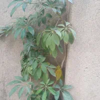 گل شفلرا یا چتری
