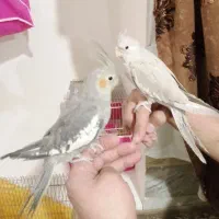 دو عدد عروس هلندی دستی