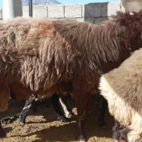 فروشی|حیوانات مزرعه|چنارود, |دیوار