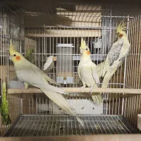 جفت های عتیقه عروس هلندی|پرنده|شیراز, میانرود|دیوار