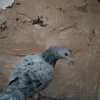 نر کله سبز چینگ سفید وماده سار شکلاتی|پرنده|زاوه, |دیوار