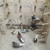 ۷عدد کفتر رنگی روی هم دونه ۲۰۰|پرنده|شیراز, نصر|دیوار