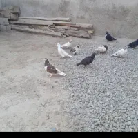 کفتربازی نمیکنم