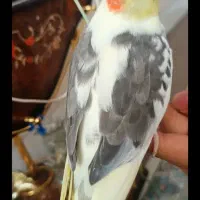عروس گمشده