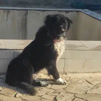 توله نر 12 ماه