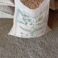 نخود درجه یک بذری