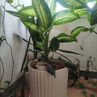 گل دیفن باخیا