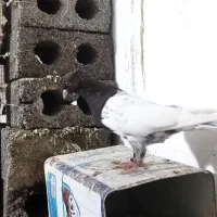 کبوتر رنگی