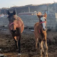 اسب مادیان|اسب و تجهیزات اسب‌سواری|محمدبار, |دیوار