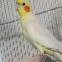 جفت عروس هلندی با جوجه|پرنده|مشهد, شهید قربانی|دیوار