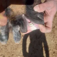 بز بزقاله دار|حیوانات مزرعه|بجنورد, |دیوار