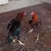 خروس لاری