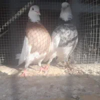 طوقی