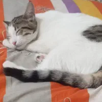 گربه گمشده|حیوانات|شاهین‌شهر, مسکن مهر|دیوار