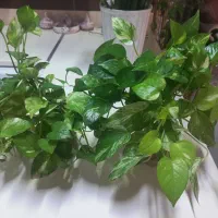 گل پتوس رونده خیلی شاداب و زیبا