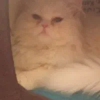 گربه پرشین نر شیش ماهه|گربه|بابل, |دیوار