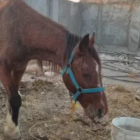 اسب اصیل عرب|اسب و تجهیزات اسب‌سواری|قلعه قاضی, |دیوار