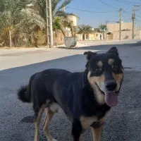 ژرمن|سگ|بندر ماهشهر, |دیوار