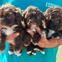 توله پودل و مالتیپو