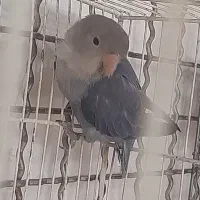 پرنده|پرنده|مشکیندشت, |دیوار