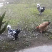 تخم نطف دار|حیوانات مزرعه|رودبنه, |دیوار