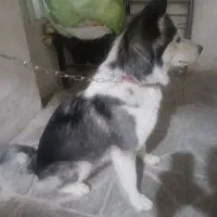 سگ هاسکی باهوش وفادار|سگ|کهریزک, |دیوار