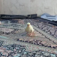مرغ‌عشق‌زیبا‌
