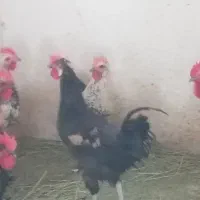 ۱۰عدد خروس شاسی بلند خوشگل|حیوانات مزرعه|قم, شاه سید علی|دیوار
