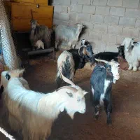 بز و بزغاله