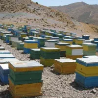 عسل طبیعی مستقیم از زنبور دار