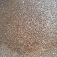 بذریونجه