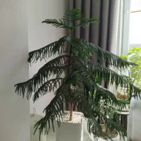کاج مطبق