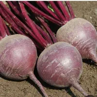 فروش لبوی قرمز|عمده‌فروشی|ترکمانچای, |دیوار