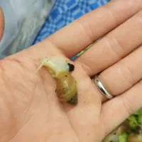 حلزون|خزنده|تهران, فلاح|دیوار