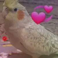 عروس هلندی ماده